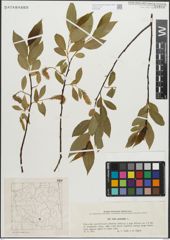 Foto von Salix pentandra L.
